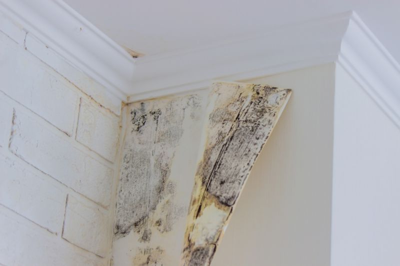 Air Duct Mold Removal in Fort Lauderdale, FL