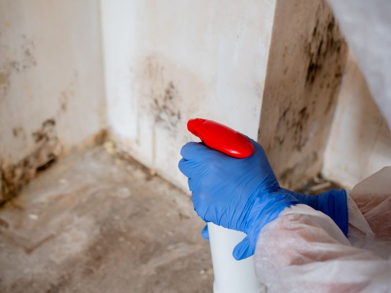 Mold Remediation Service in Frisco, TX