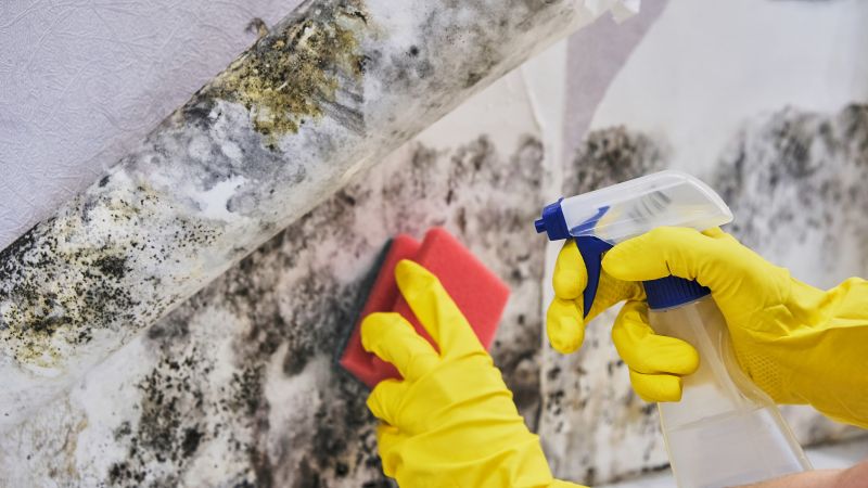 Mold Treatment Service in Dallas, TX